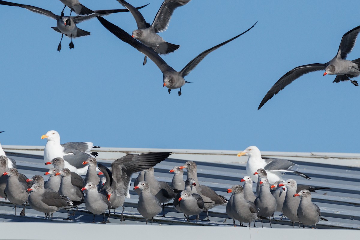 Heermann's Gull - ML645875427