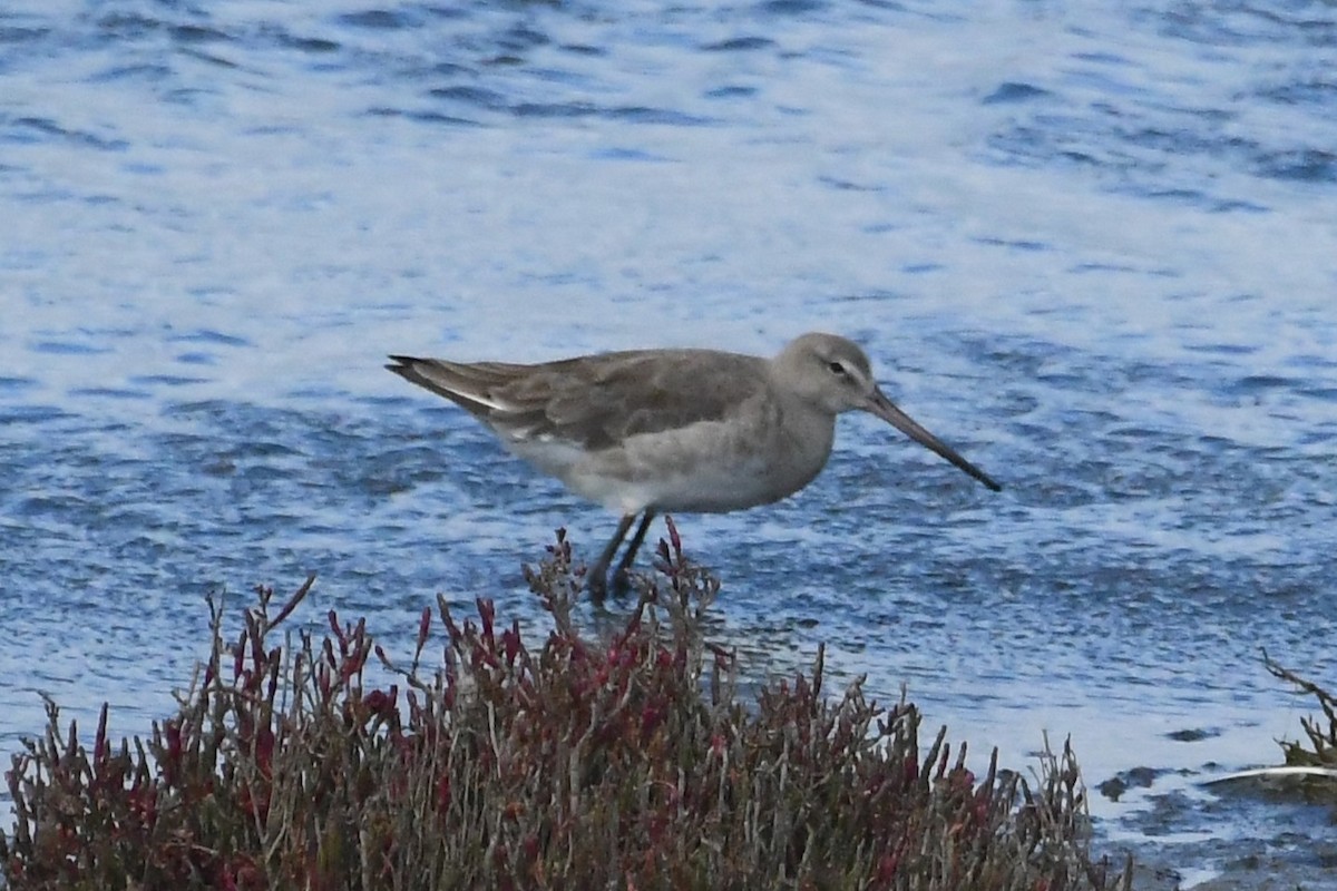 斑尾鷸 - ML645875428