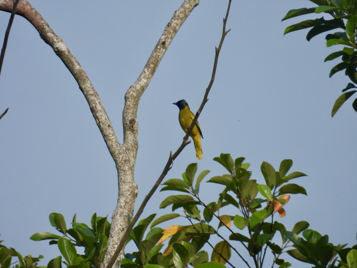 Black-headed Bulbul - ML645875429