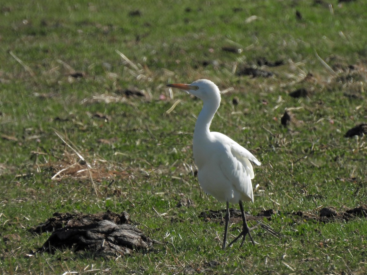 Western Cattle-Egret - ML645875430