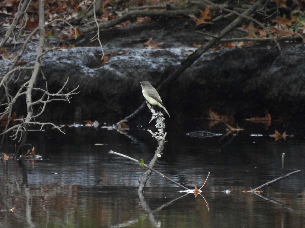 Eastern Phoebe - ML645875431
