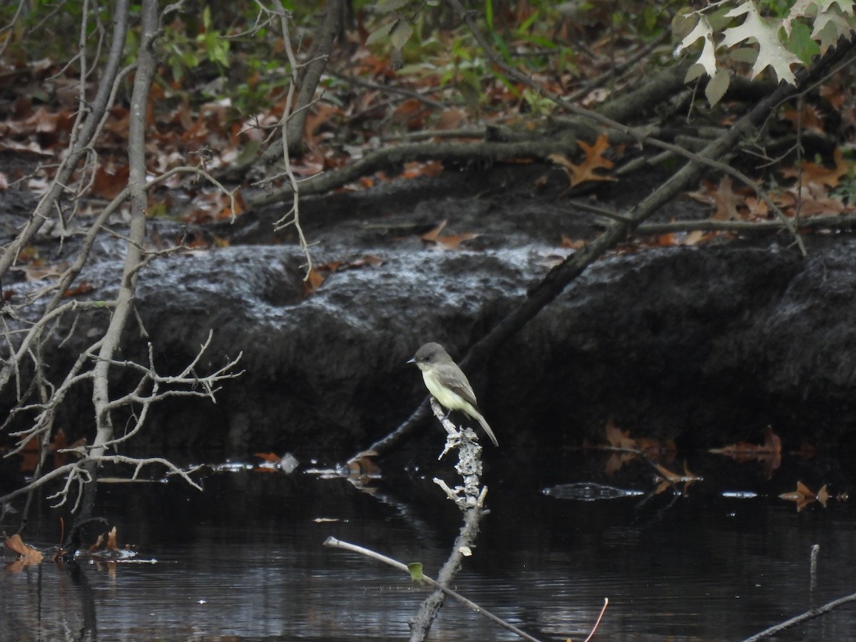 Eastern Phoebe - ML645875432