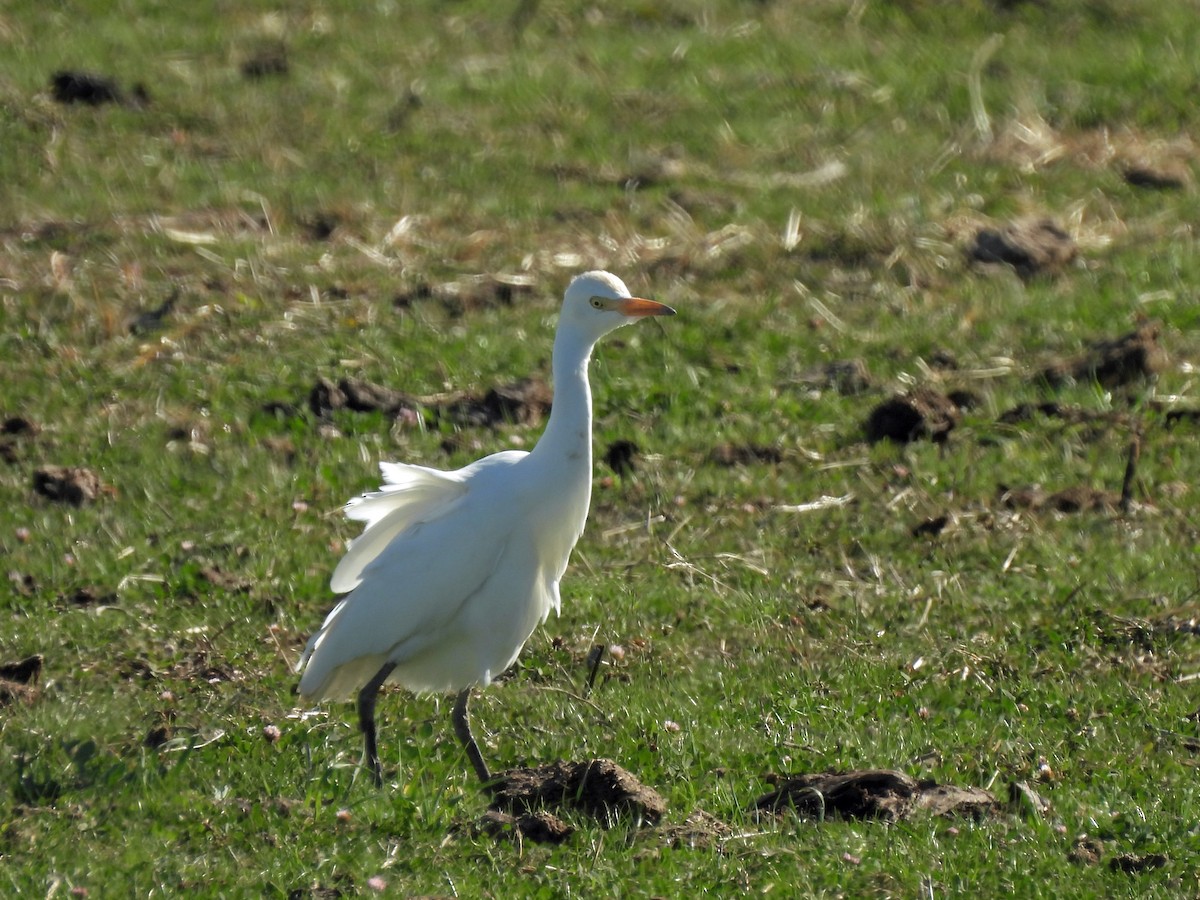 Western Cattle-Egret - ML645875433