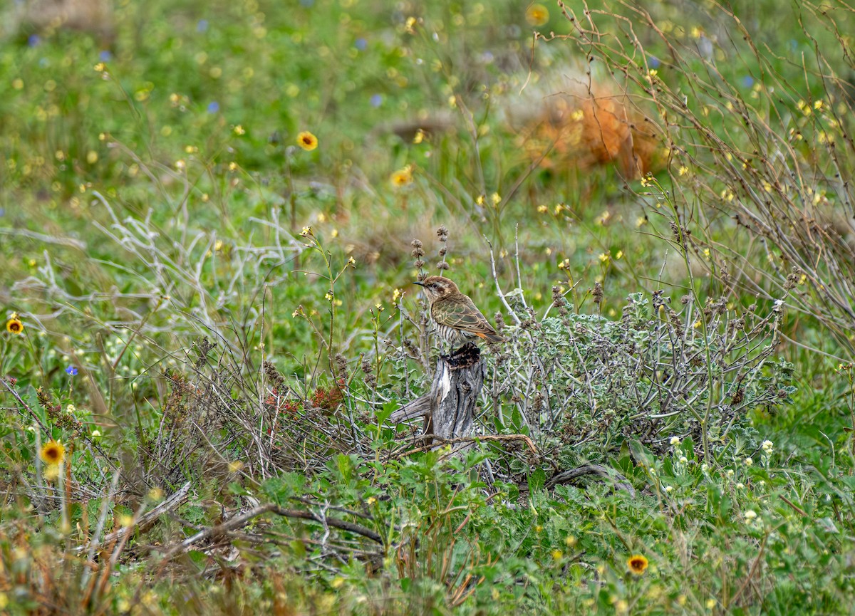 Horsfield's Bronze-Cuckoo - ML645875434
