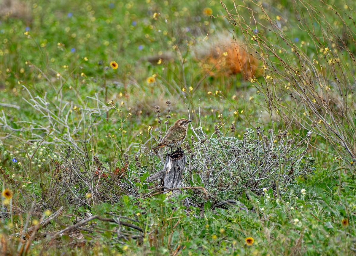 Horsfield's Bronze-Cuckoo - ML645875435