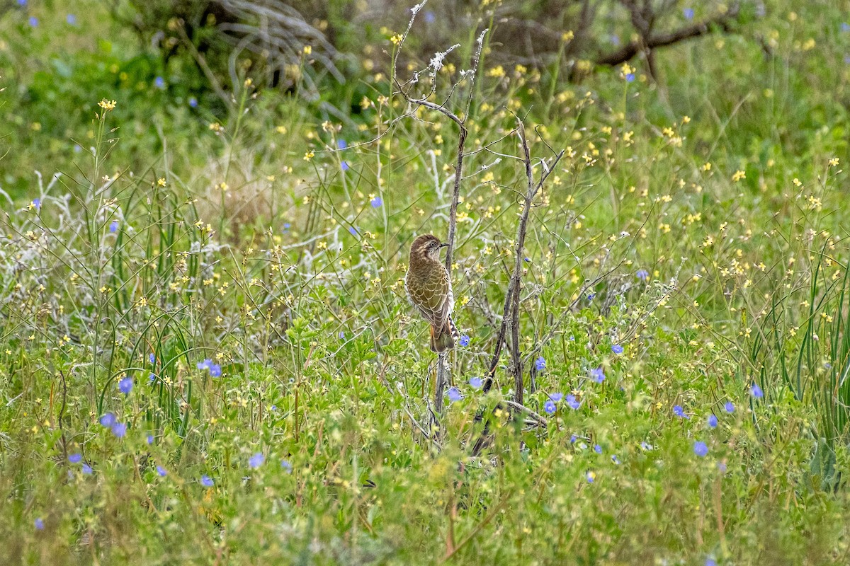 Horsfield's Bronze-Cuckoo - ML645875436