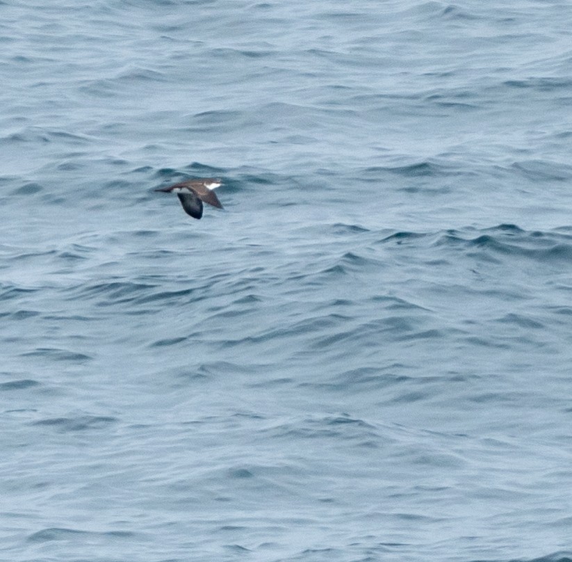 Galapagos Shearwater - ML645875439