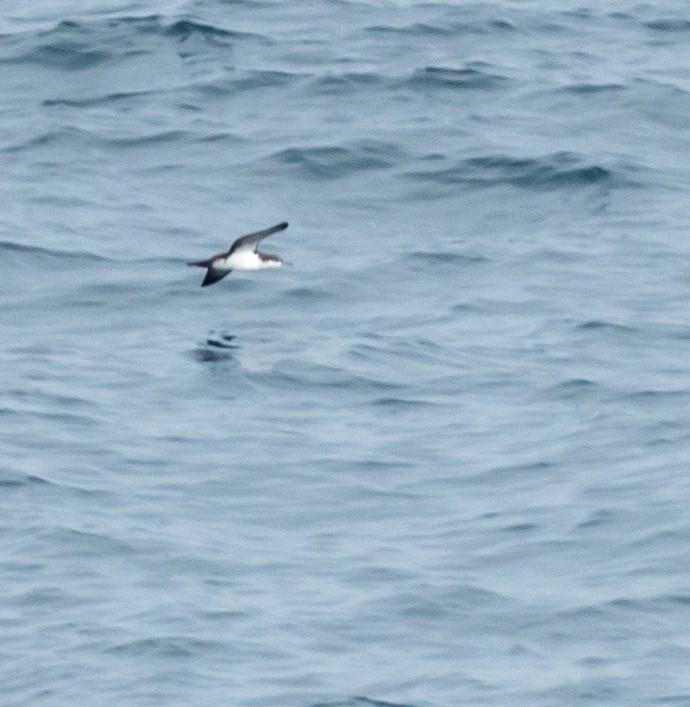 Galapagos Shearwater - ML645875440