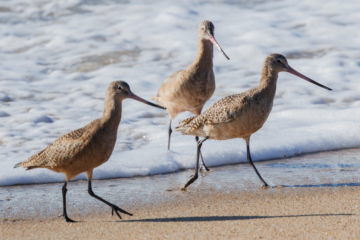 Marbled Godwit - ML645875441