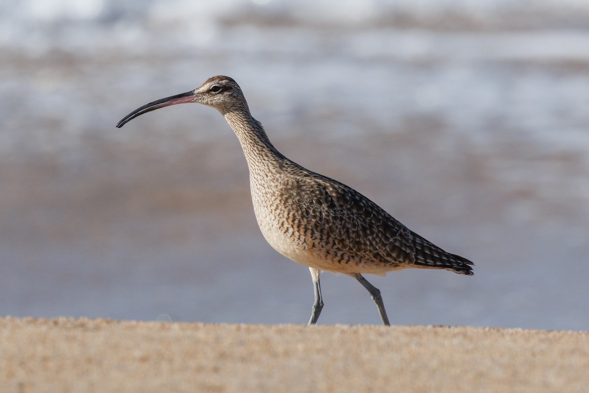 美洲中杓鷸 - ML645875442