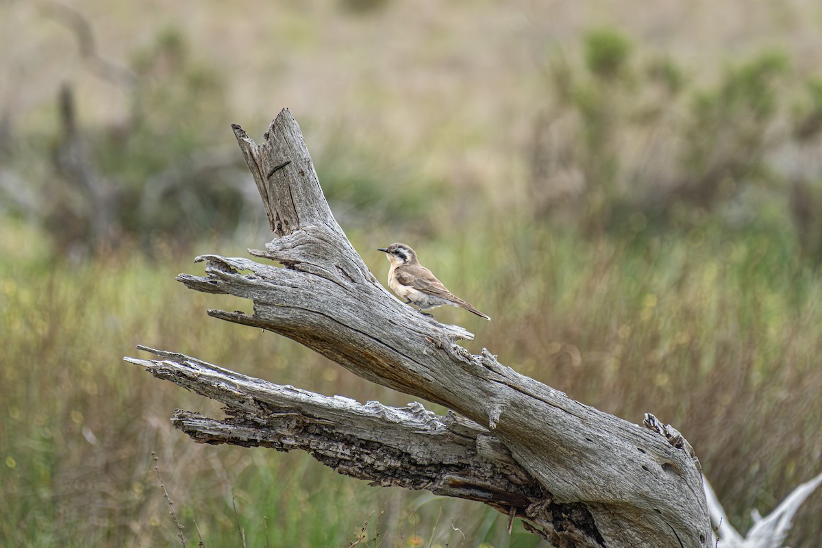 Black-eared Cuckoo - ML645875447