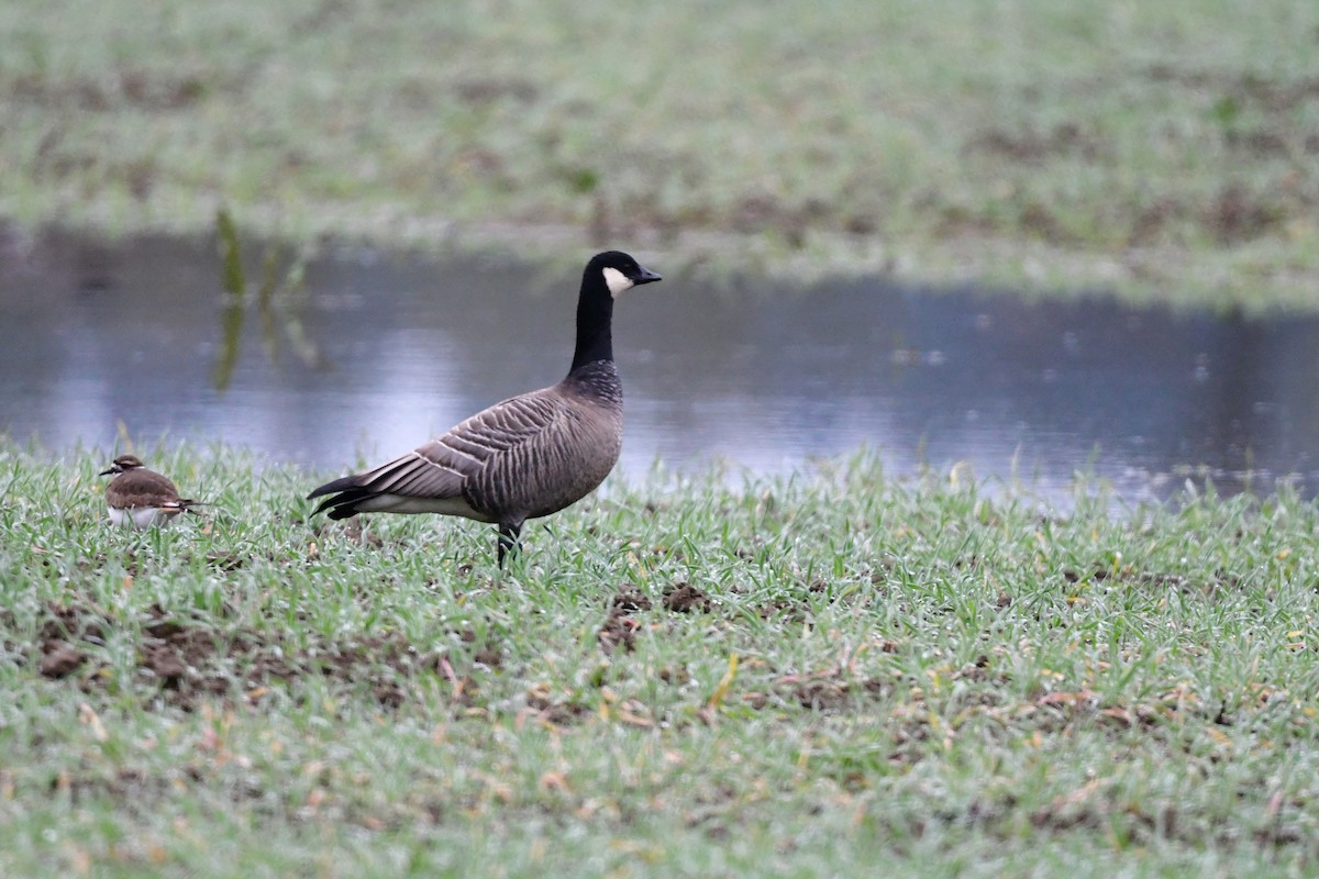 小加拿大雁 - ML645875448