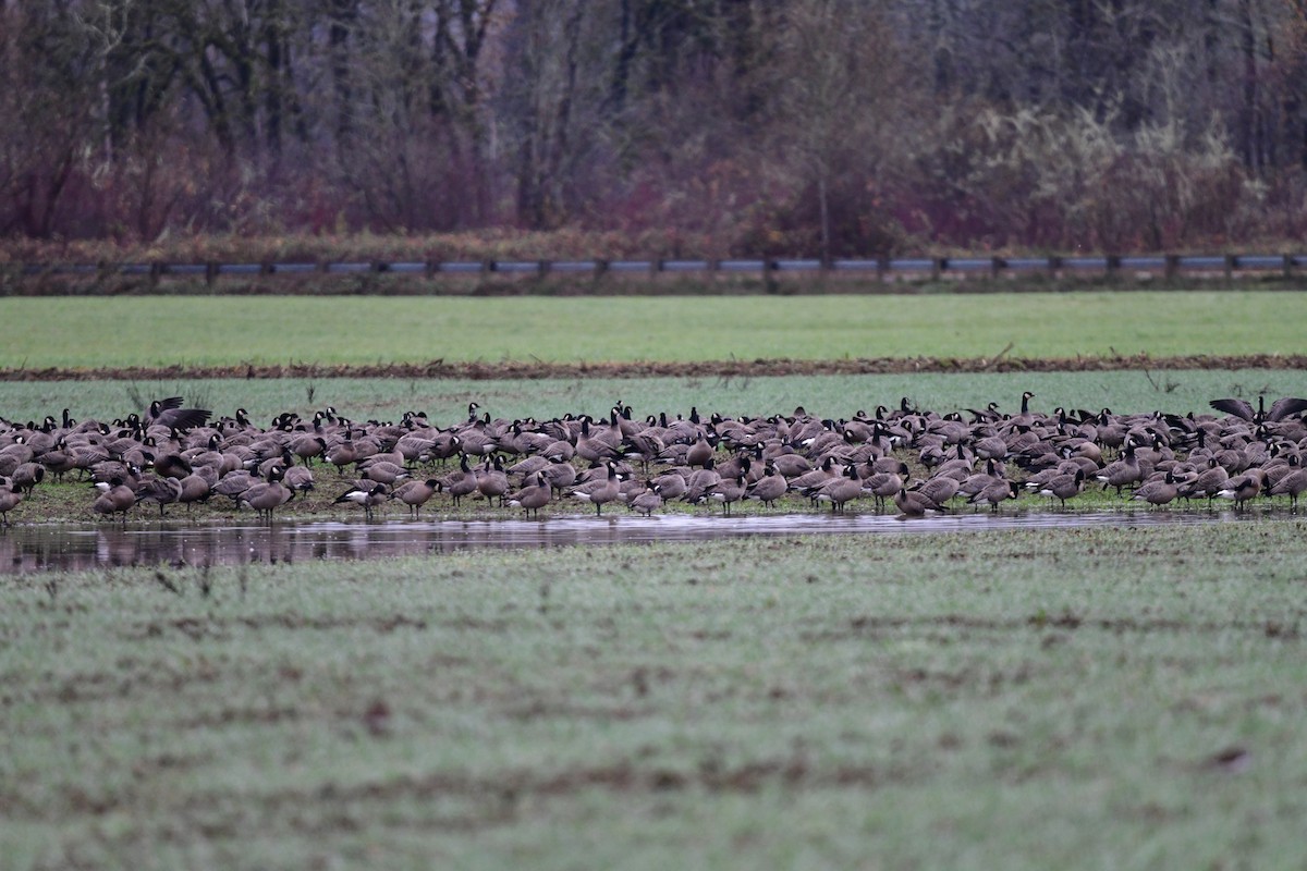 小加拿大雁 - ML645875449