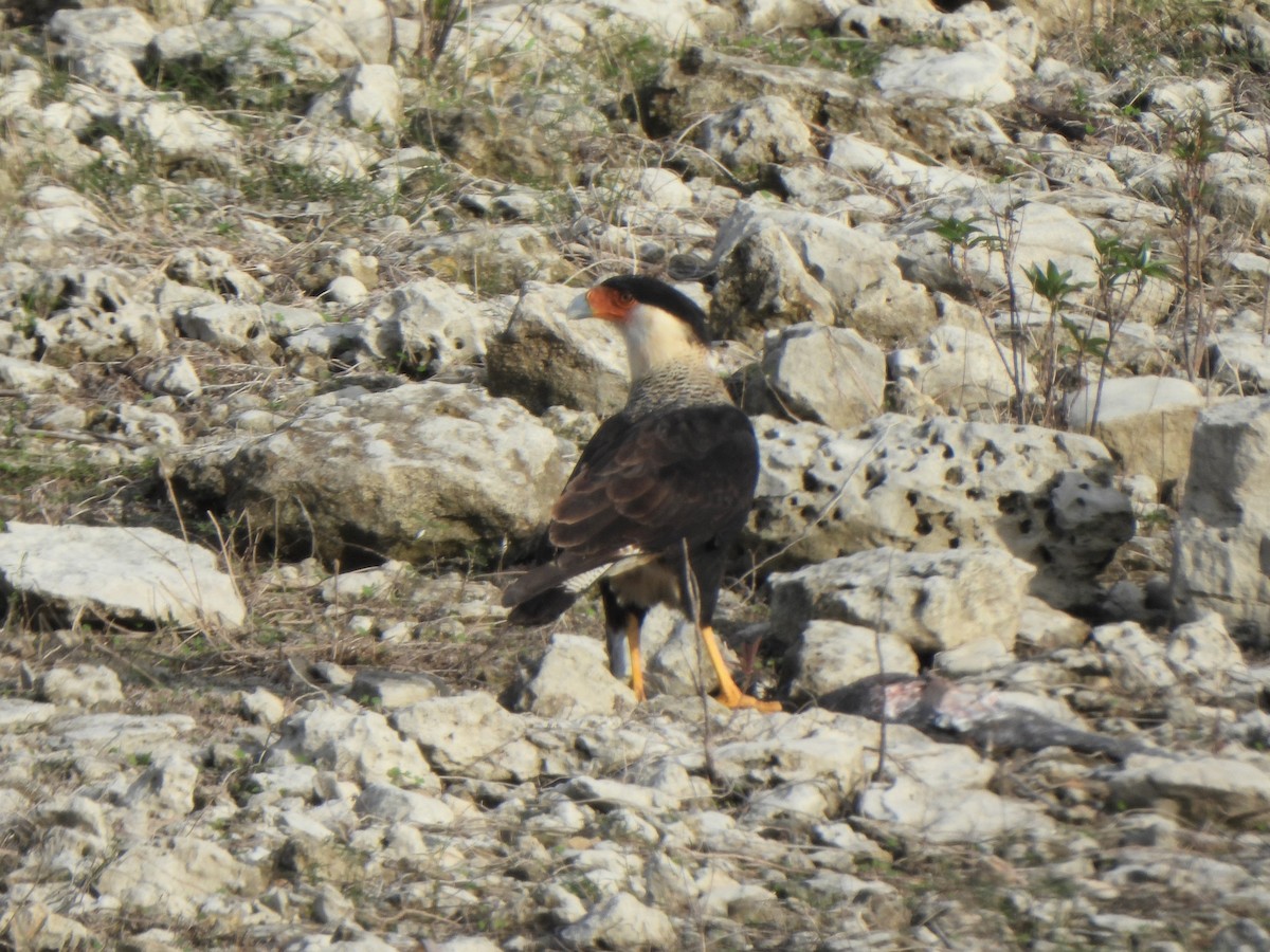 gribbkarakara (cheriway) - ML645875451