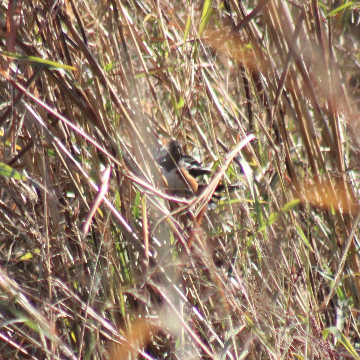 Spotted Towhee - ML645875454
