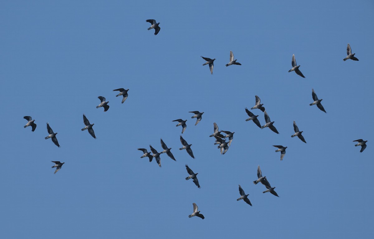 Band-tailed Pigeon - ML645875460