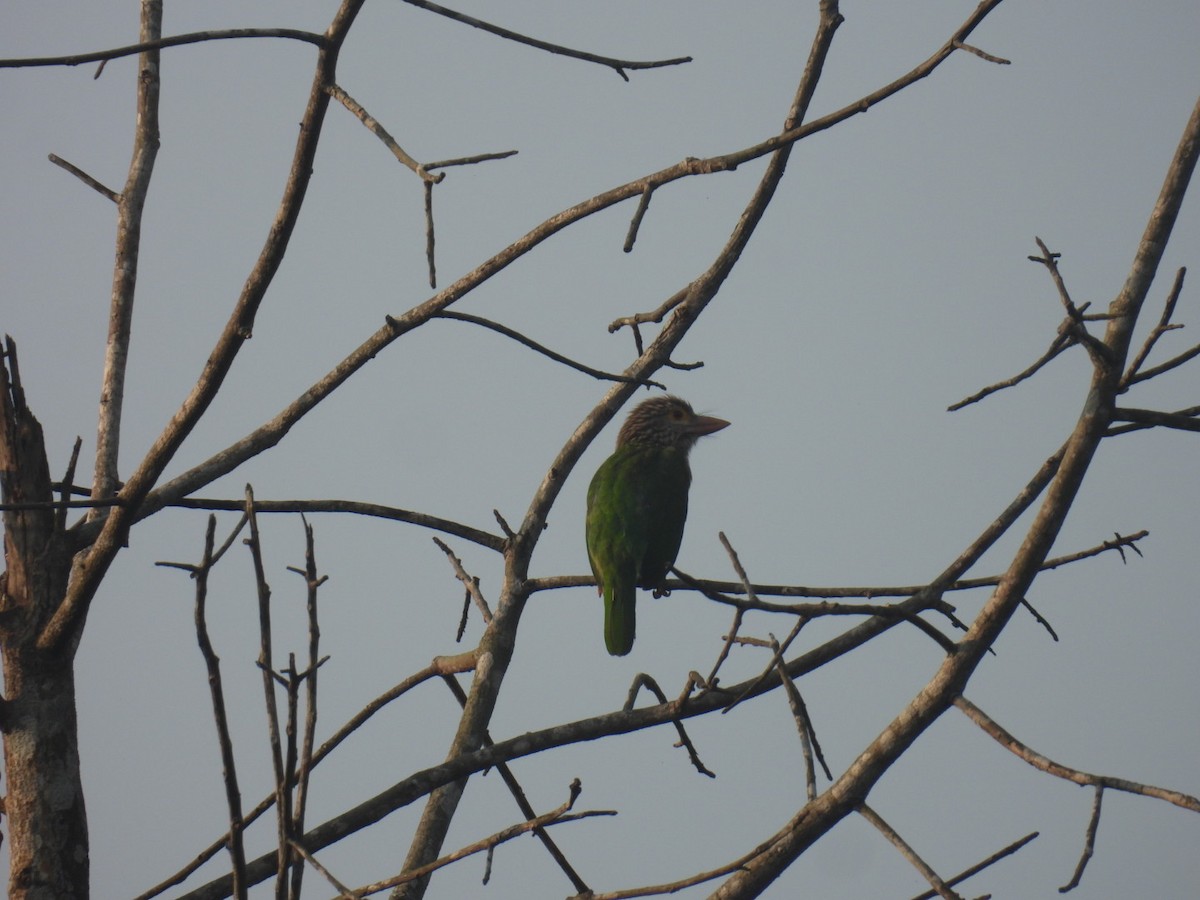 Lineated Barbet - ML645875461