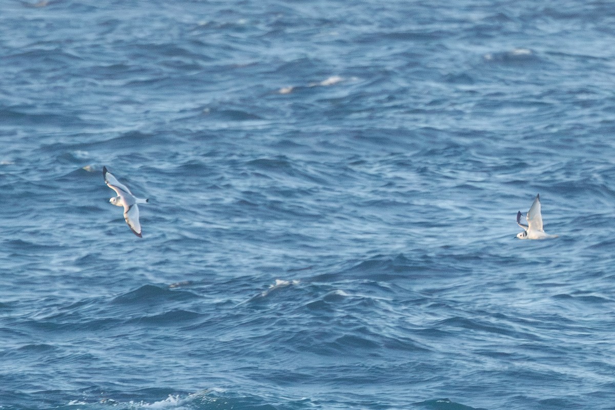 Kara Ayaklı Martı - ML645875478