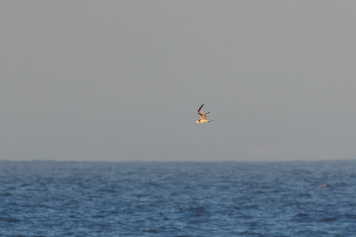 Kara Ayaklı Martı - ML645875504