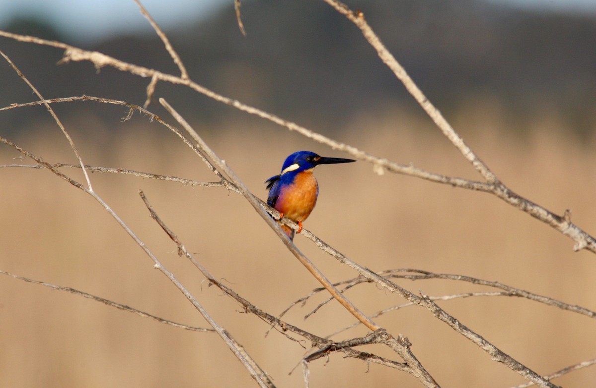 ledňáček azurový - ML64587551