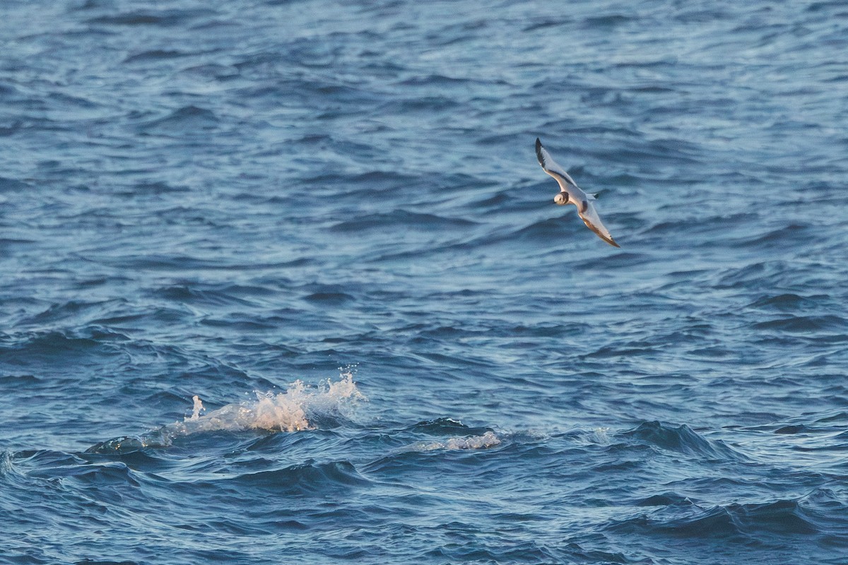 Kara Ayaklı Martı - ML645875510