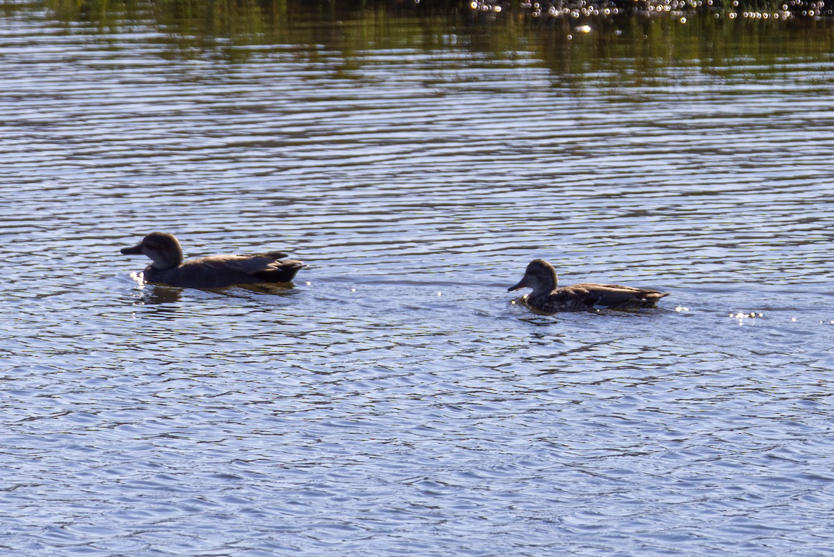 Boz Ördek - ML645875519