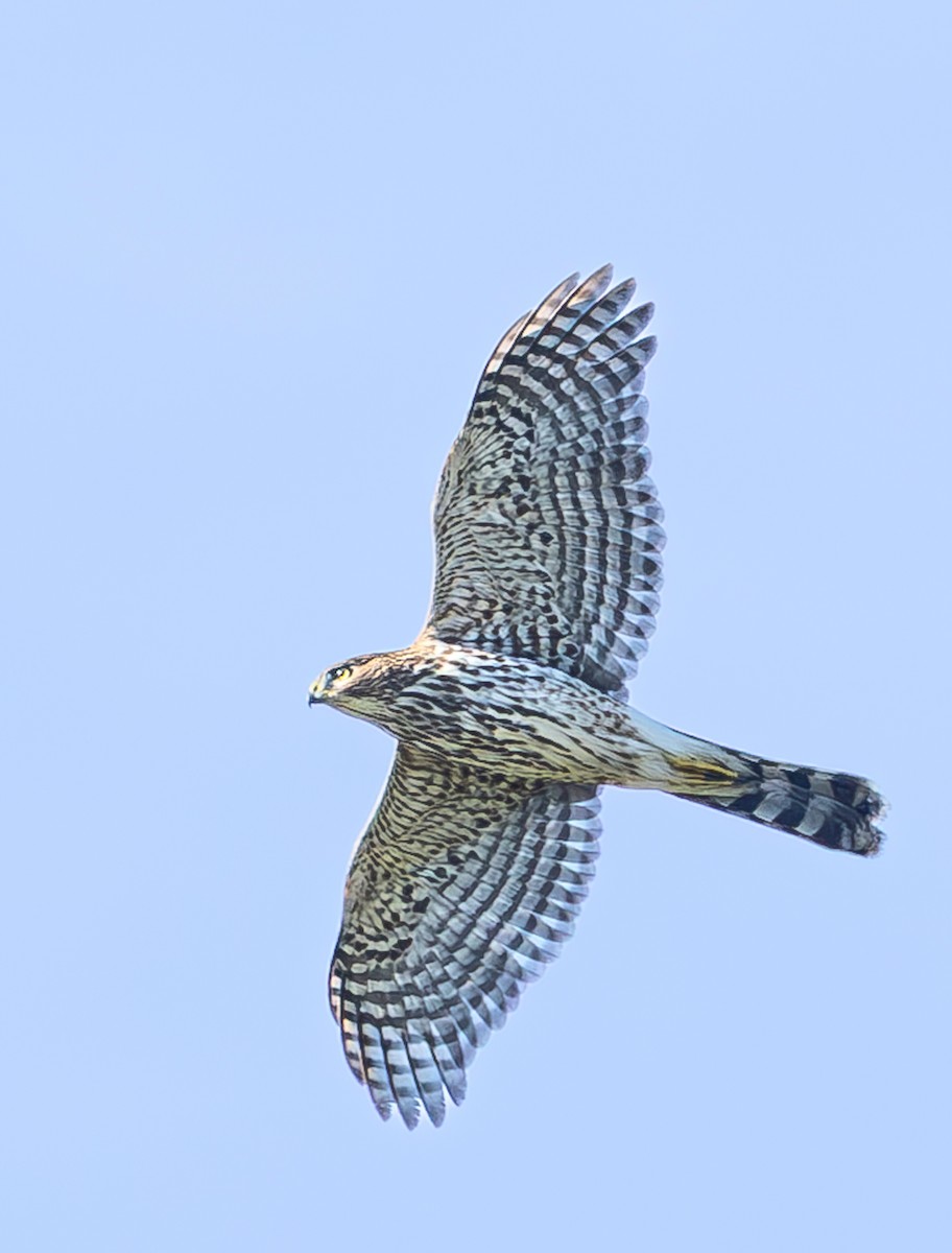 Cooper's Hawk - ML645875524