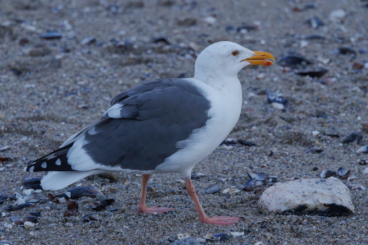 Western Gull - ML645875529
