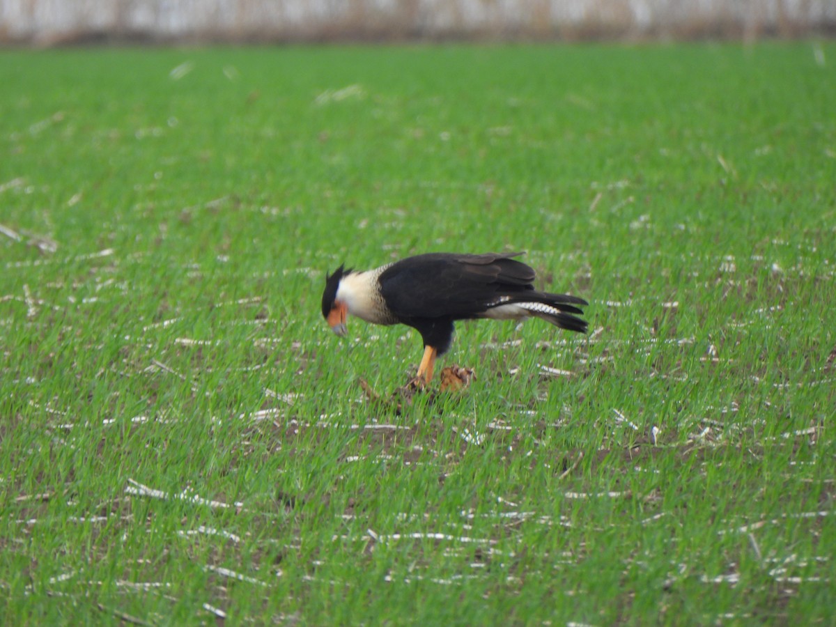 gribbkarakara (cheriway) - ML645875538