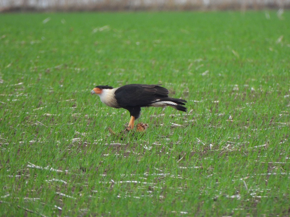 gribbkarakara (cheriway) - ML645875539