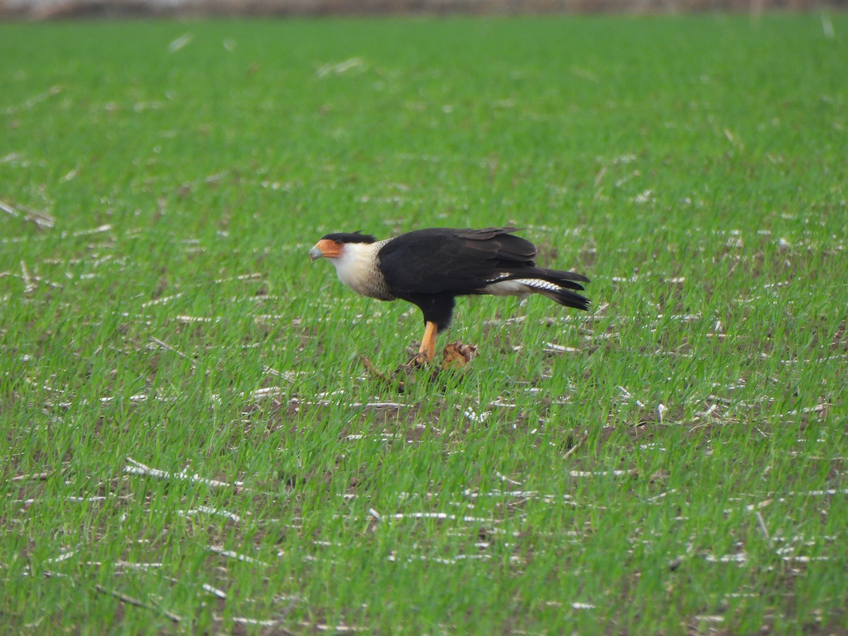 gribbkarakara (cheriway) - ML645875540