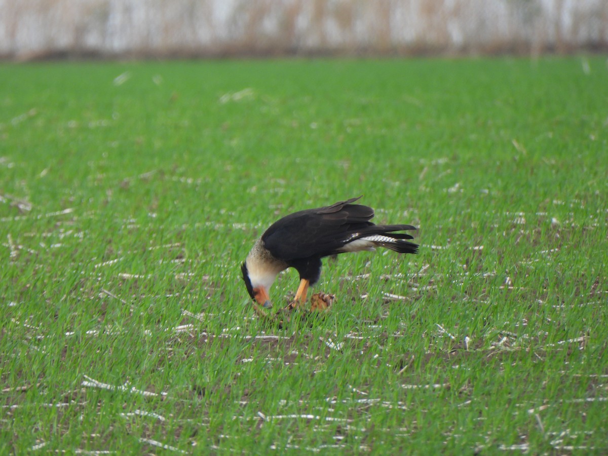 gribbkarakara (cheriway) - ML645875541