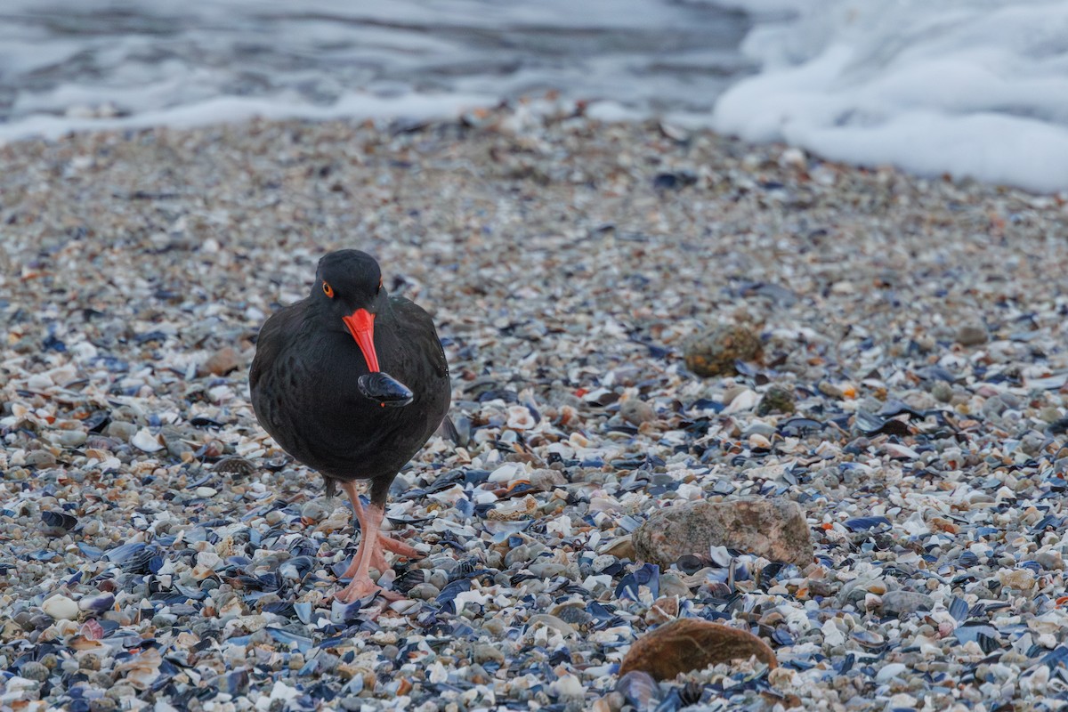 Black Oystercatcher - ML645875551