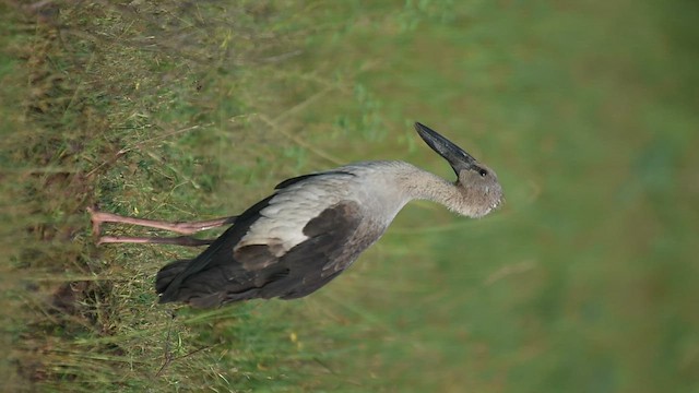 Asian Openbill - ML645875559
