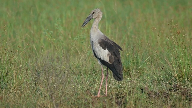Asian Openbill - ML645875561