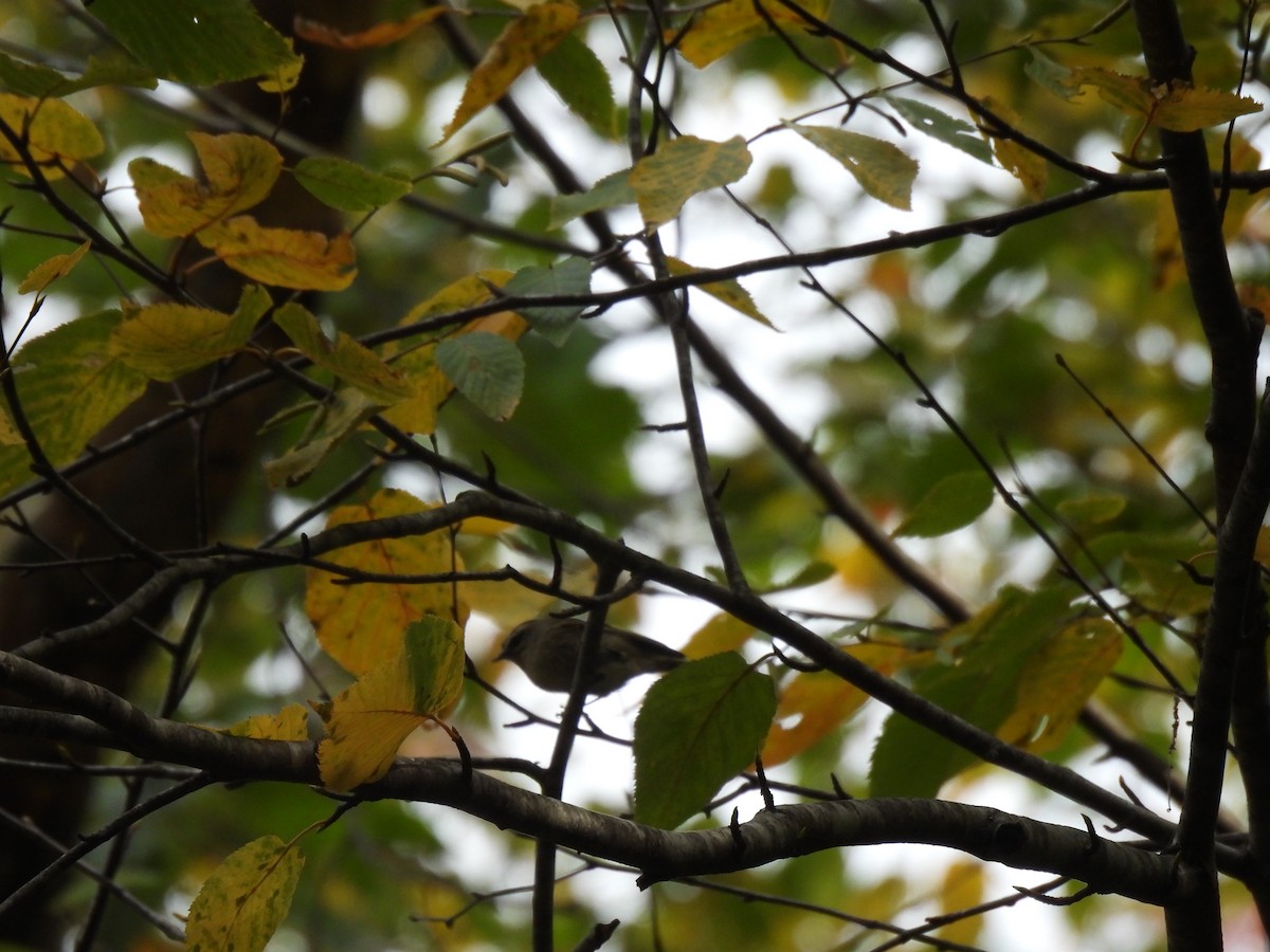 Golden-crowned Kinglet - ML645875585