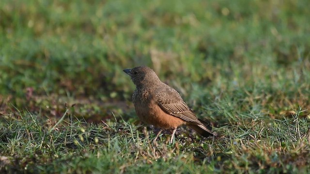 Rufous-tailed Lark - ML645875589