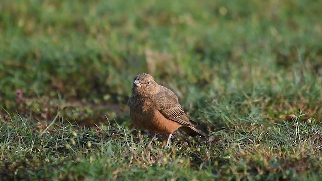 Rufous-tailed Lark - ML645875590