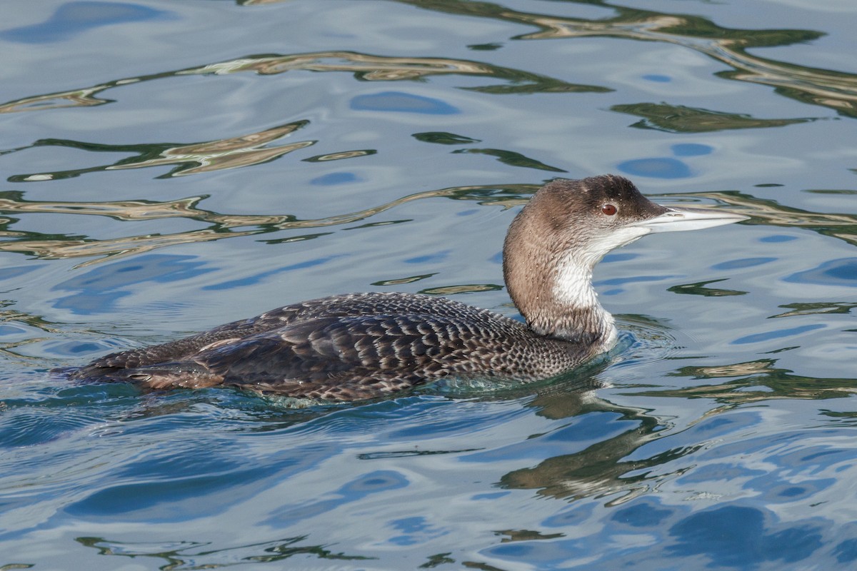 Common Loon - ML645875591