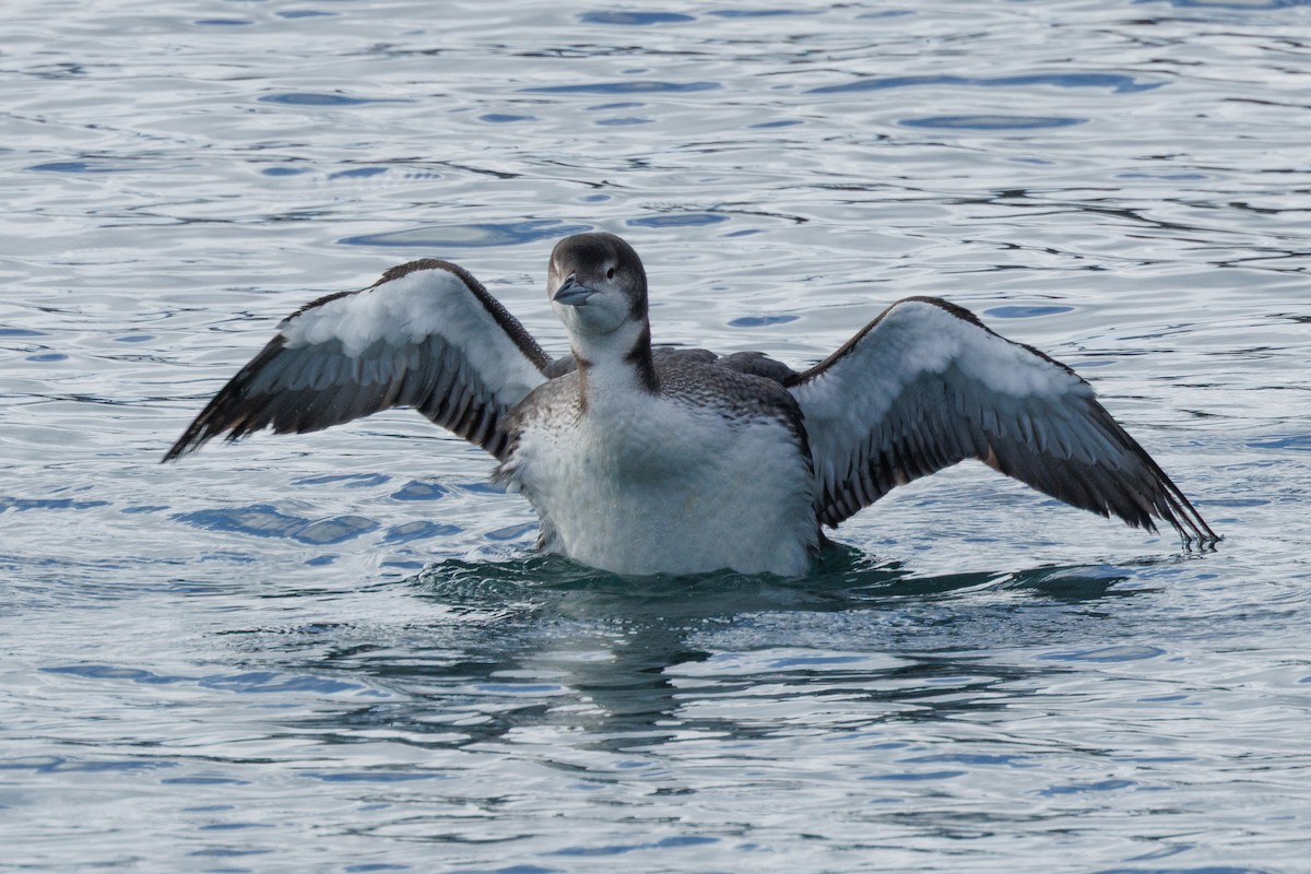 Common Loon - ML645875595