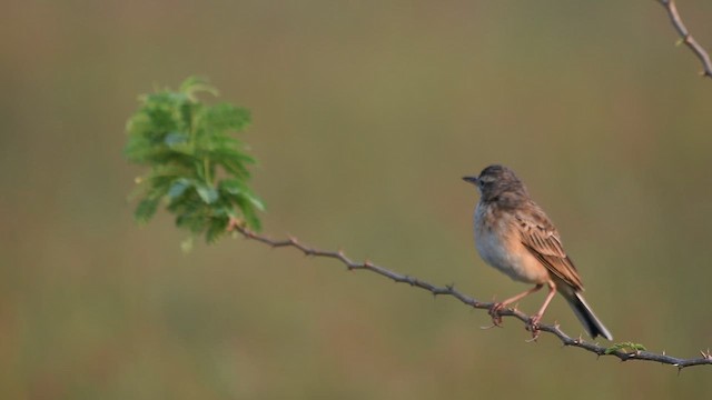 Paddyfield Pipit - ML645875598