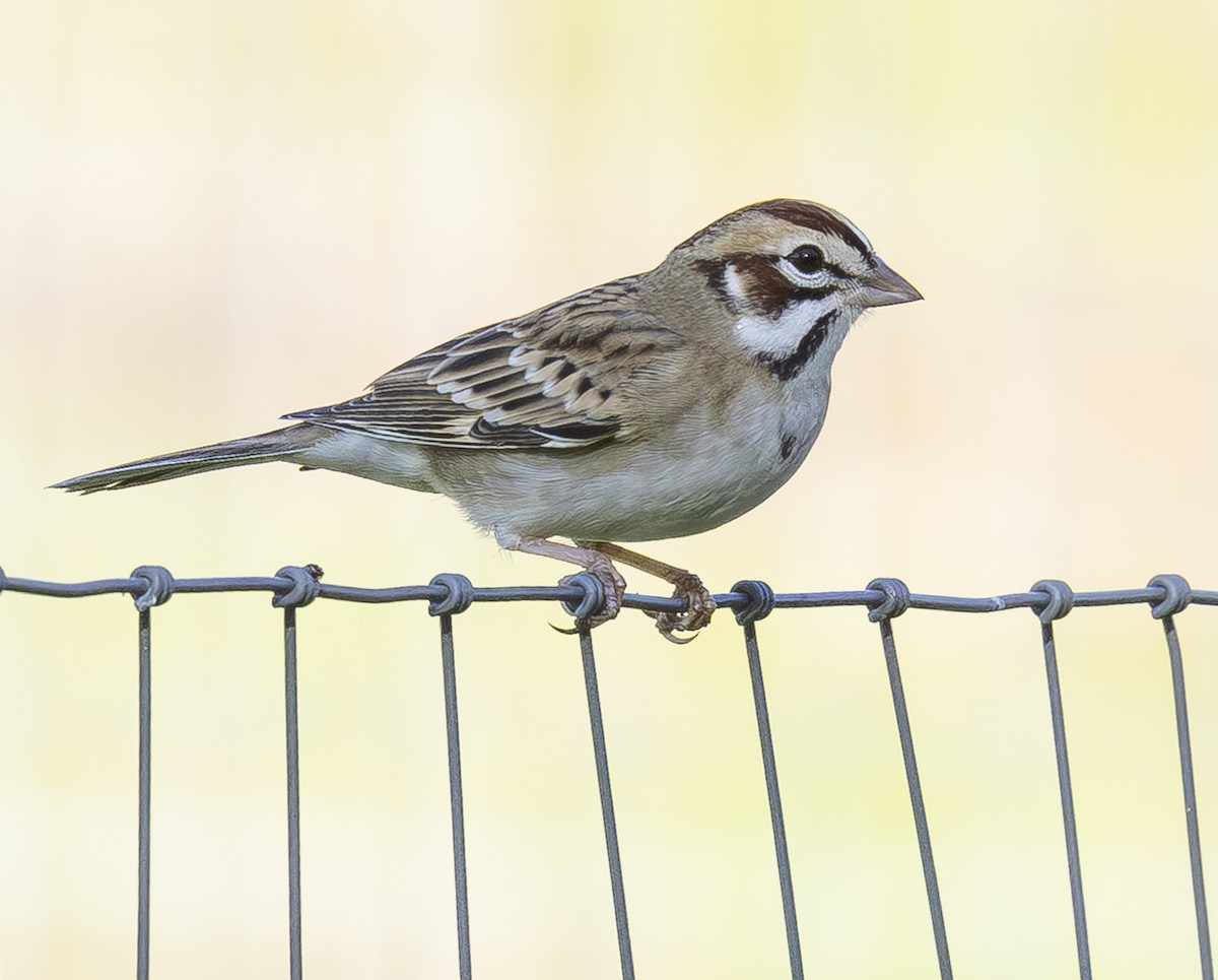 Lark Sparrow - ML645875608