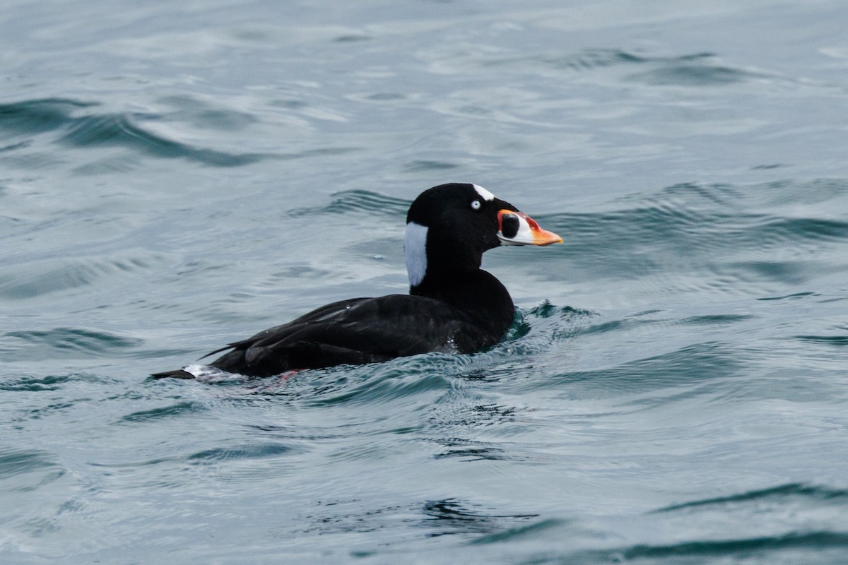 Surf Scoter - ML645875616