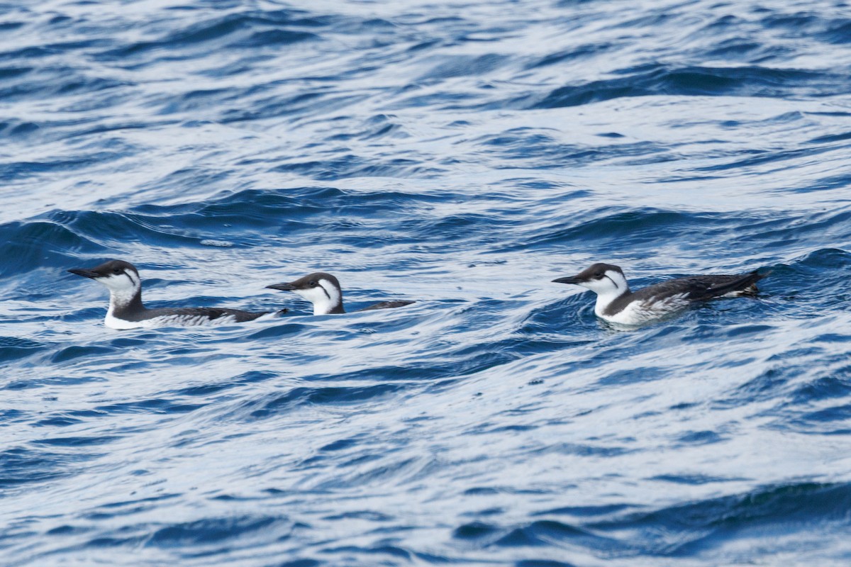 Common Murre - ML645875620