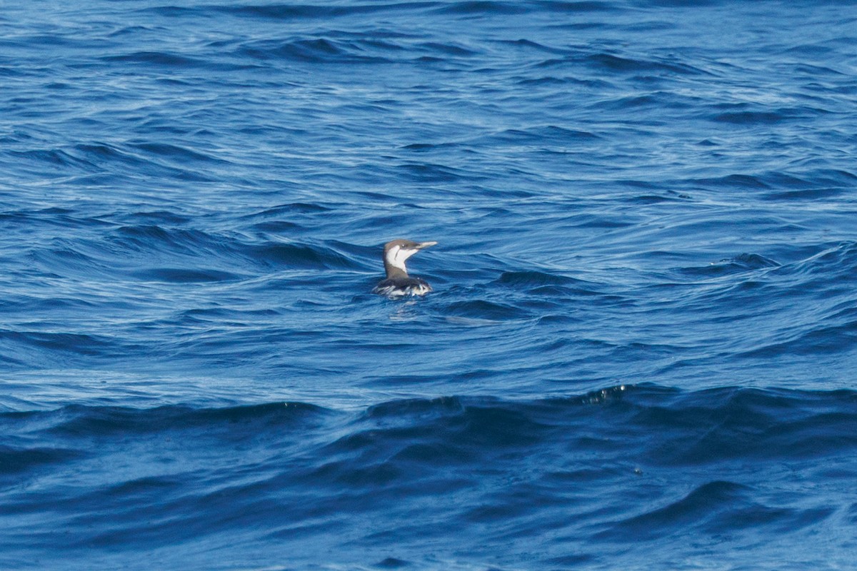 Common Murre - ML645875635