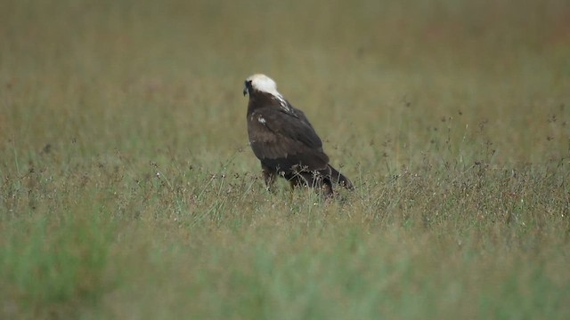 Western Marsh Harrier - ML645875646