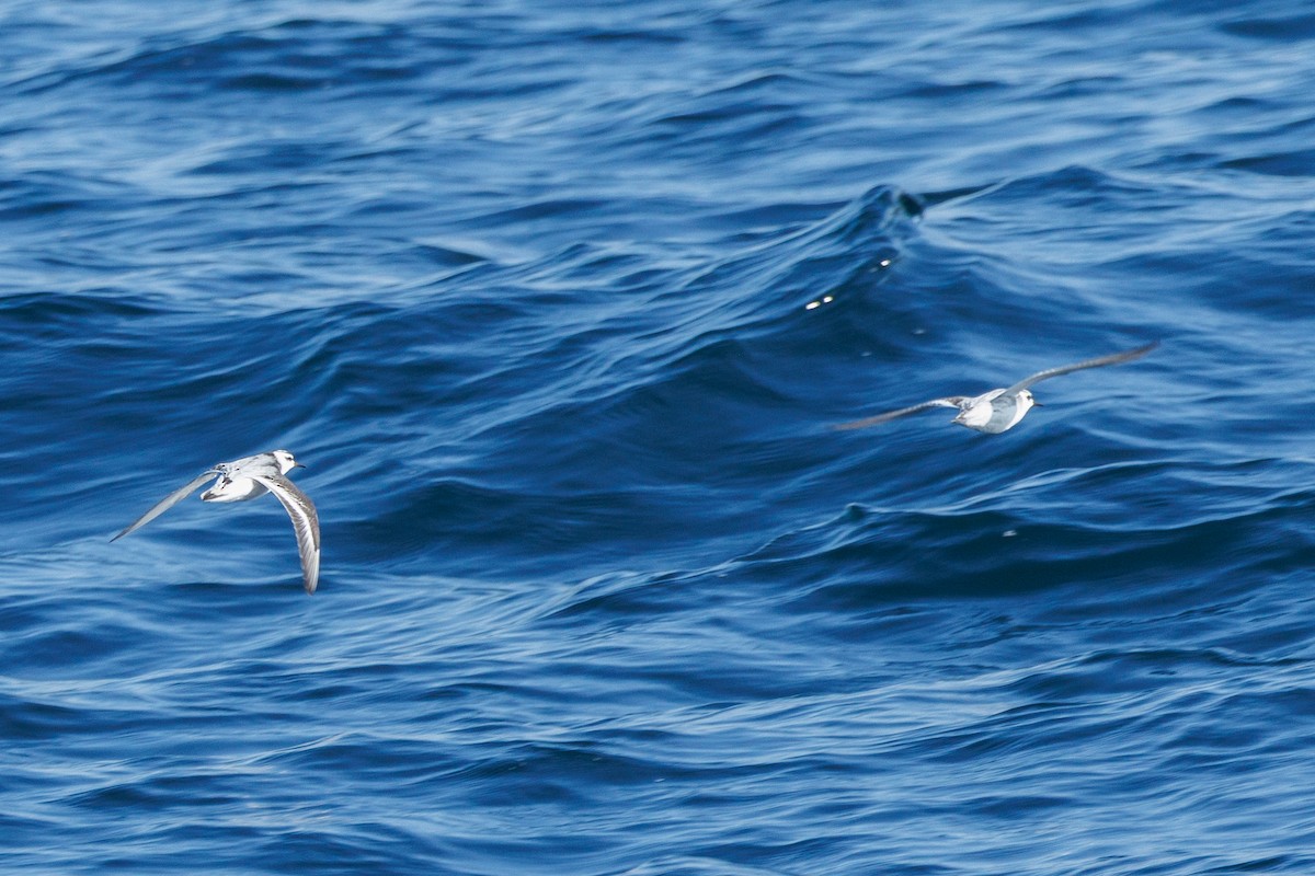 Red Phalarope - ML645875657
