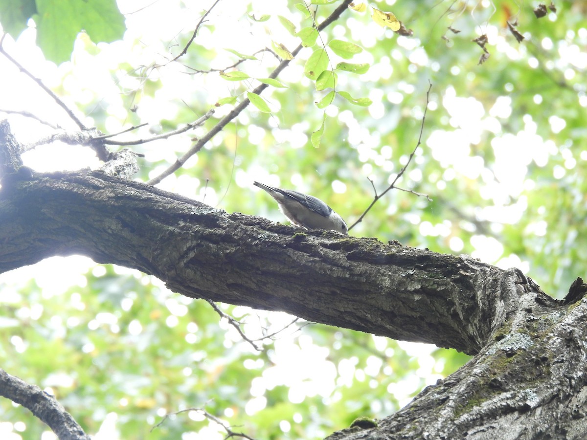 White-breasted Nuthatch - ML645875658