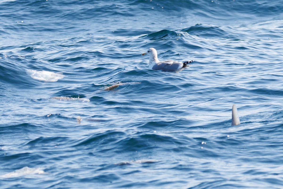 Ocean Sunfish - ML645875670