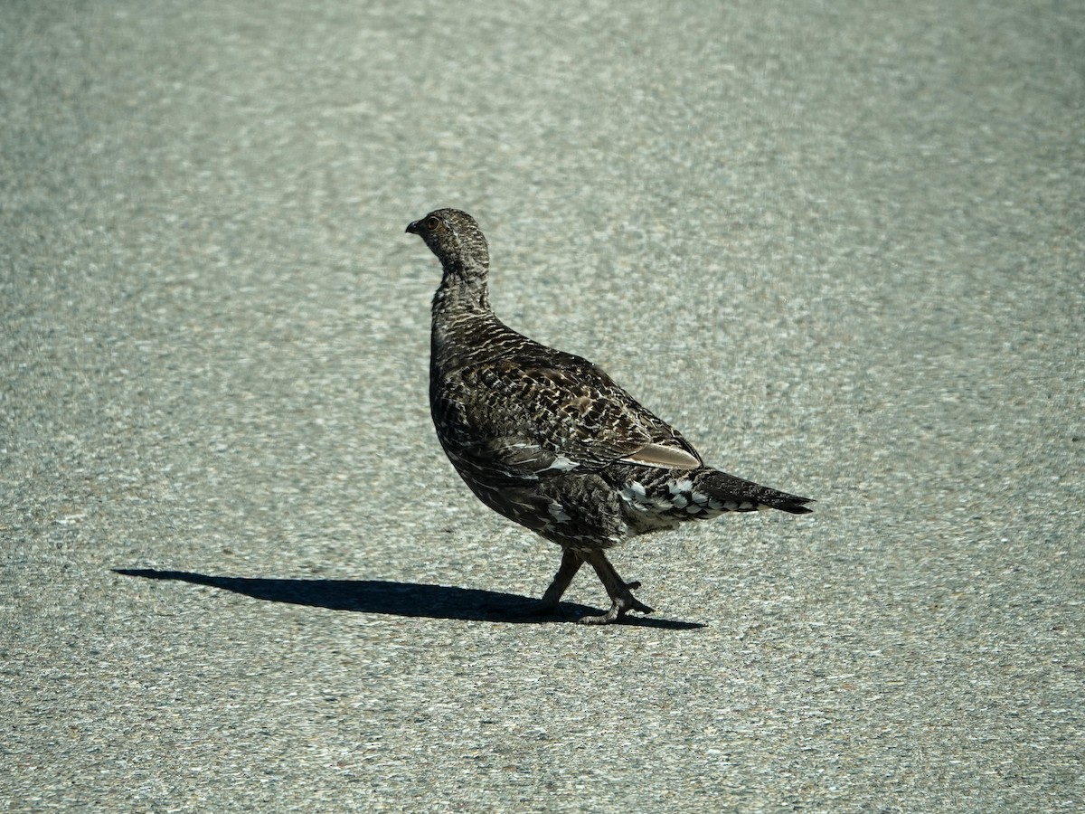 Göknar Tavuğu - ML645875676